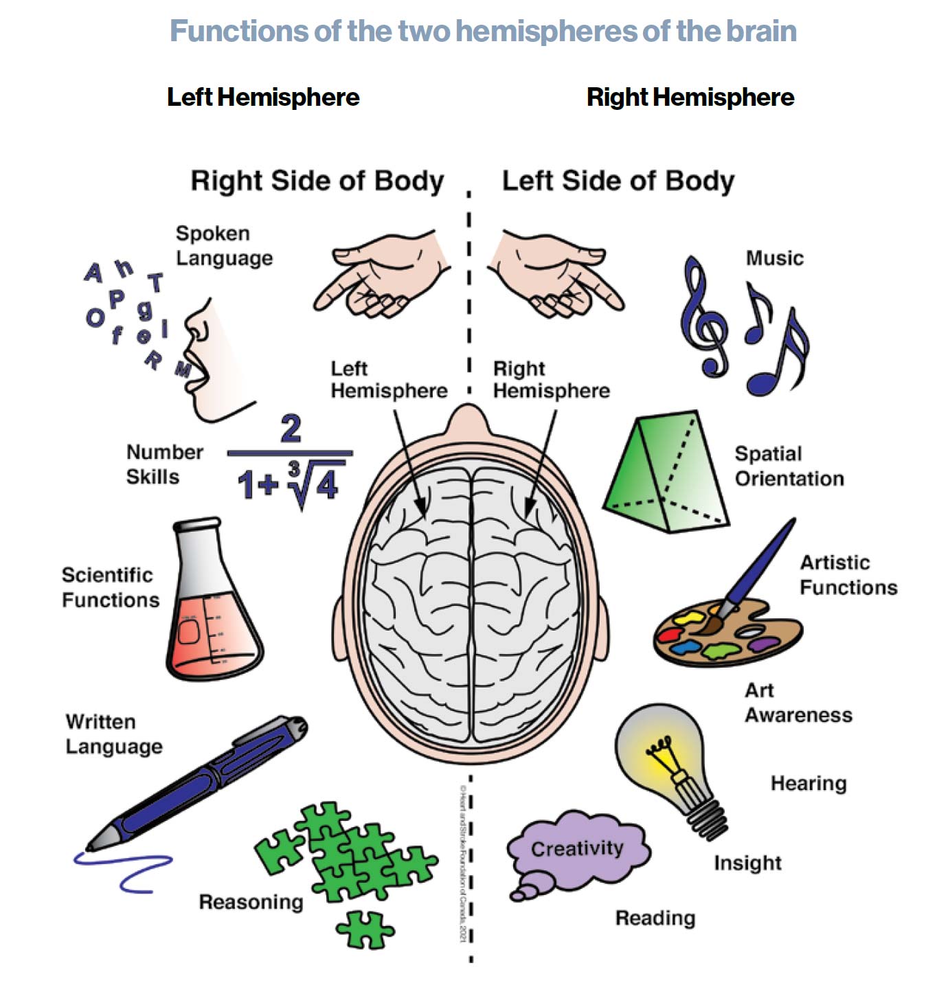 Functions of the two hemispheres of the brain
