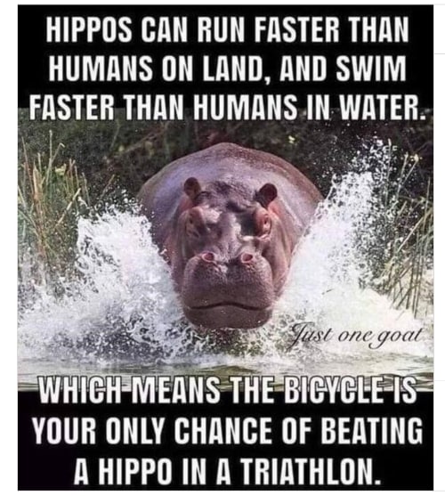 Hippos run faster meme